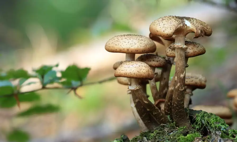 Mushroom business